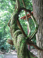 Image of ayahuasca