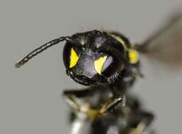 Image of Māori Masked Bee