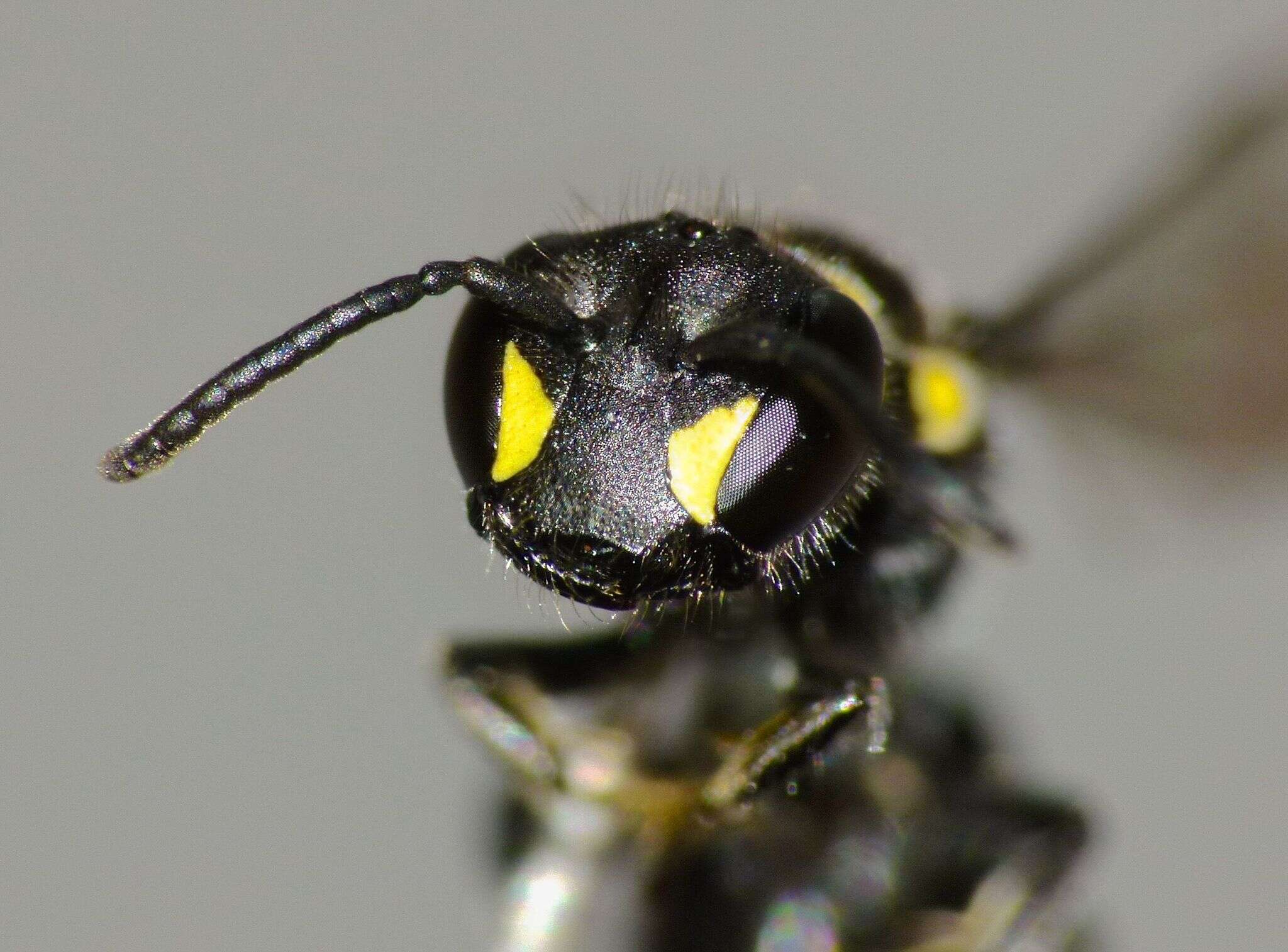 Image of Māori Masked Bee