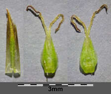 Image of quaking-grass sedge