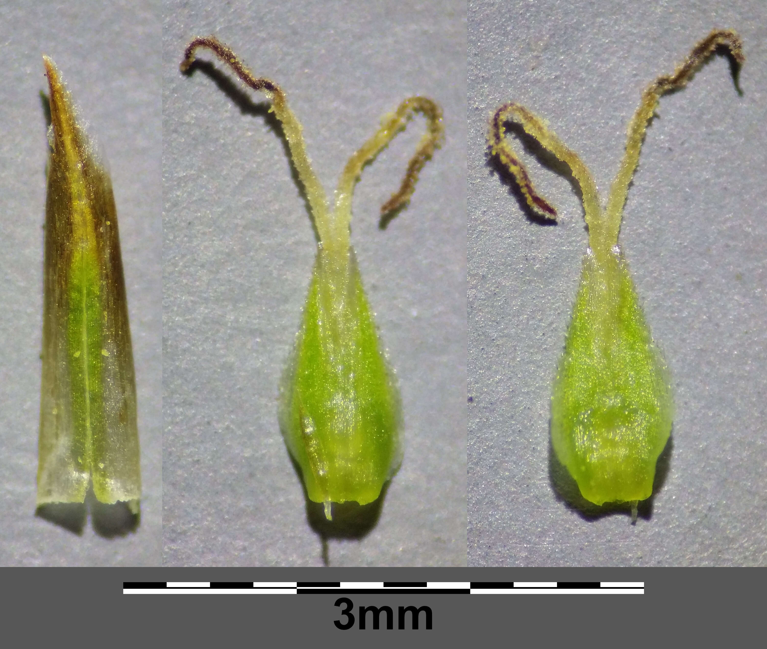 Image of quaking-grass sedge