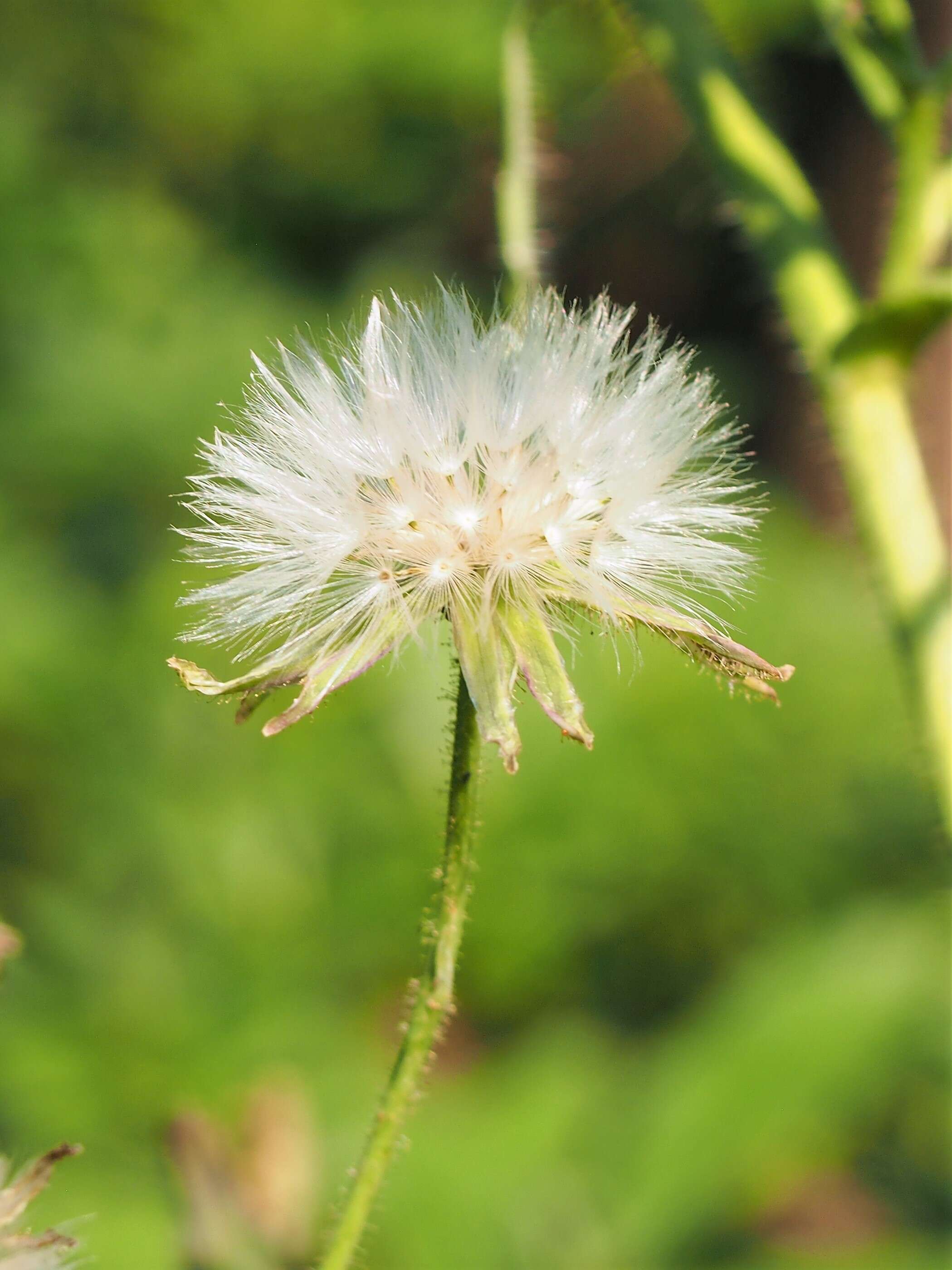 Image de Cicerbita macrophylla subsp. macrophylla