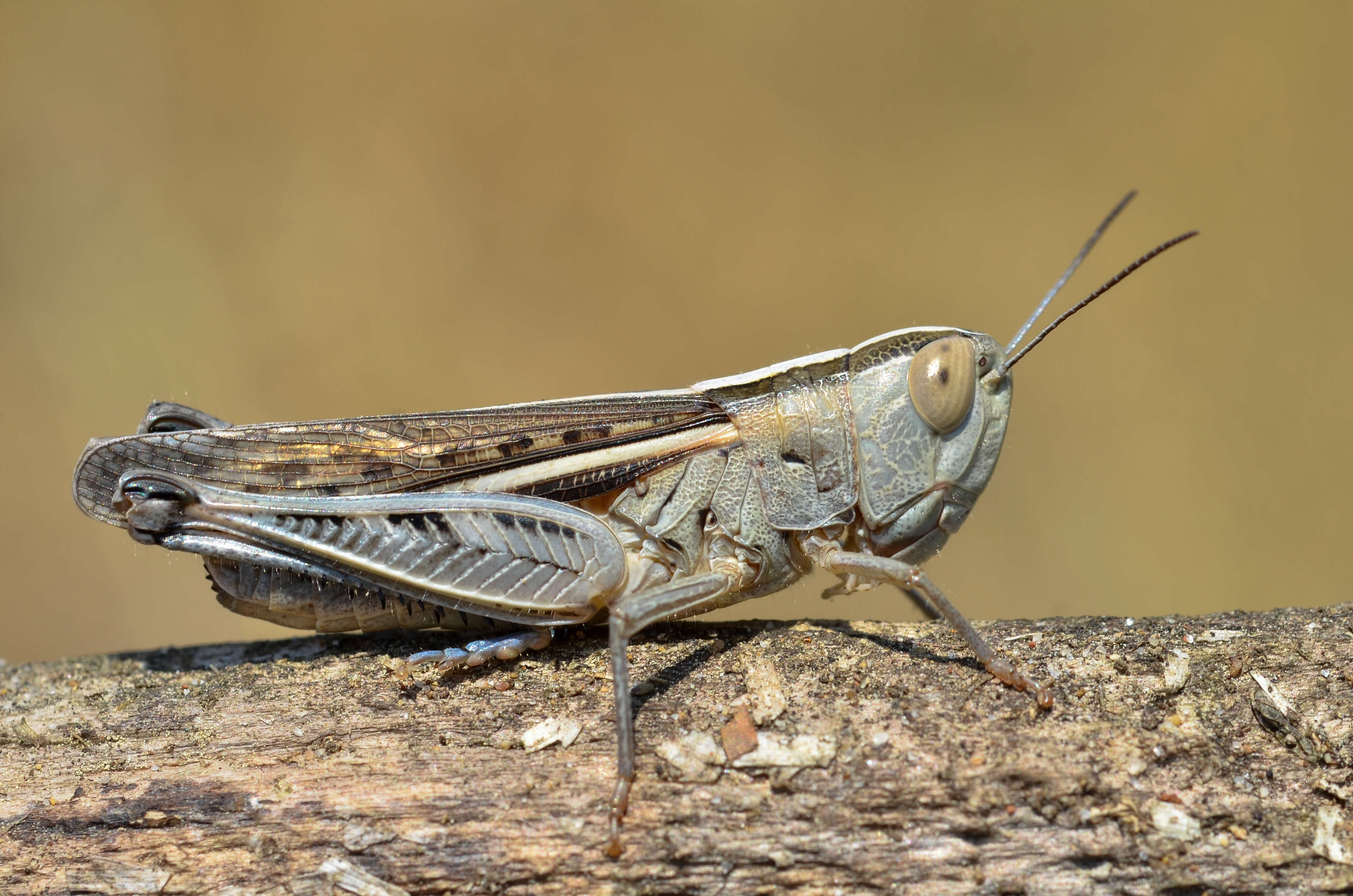 Image of Ramburiella (Ramburiella) hispanica (Rambur 1838)