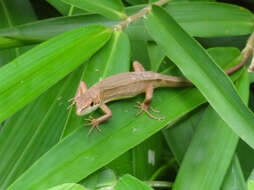 Image of Japanese Grass Lizard