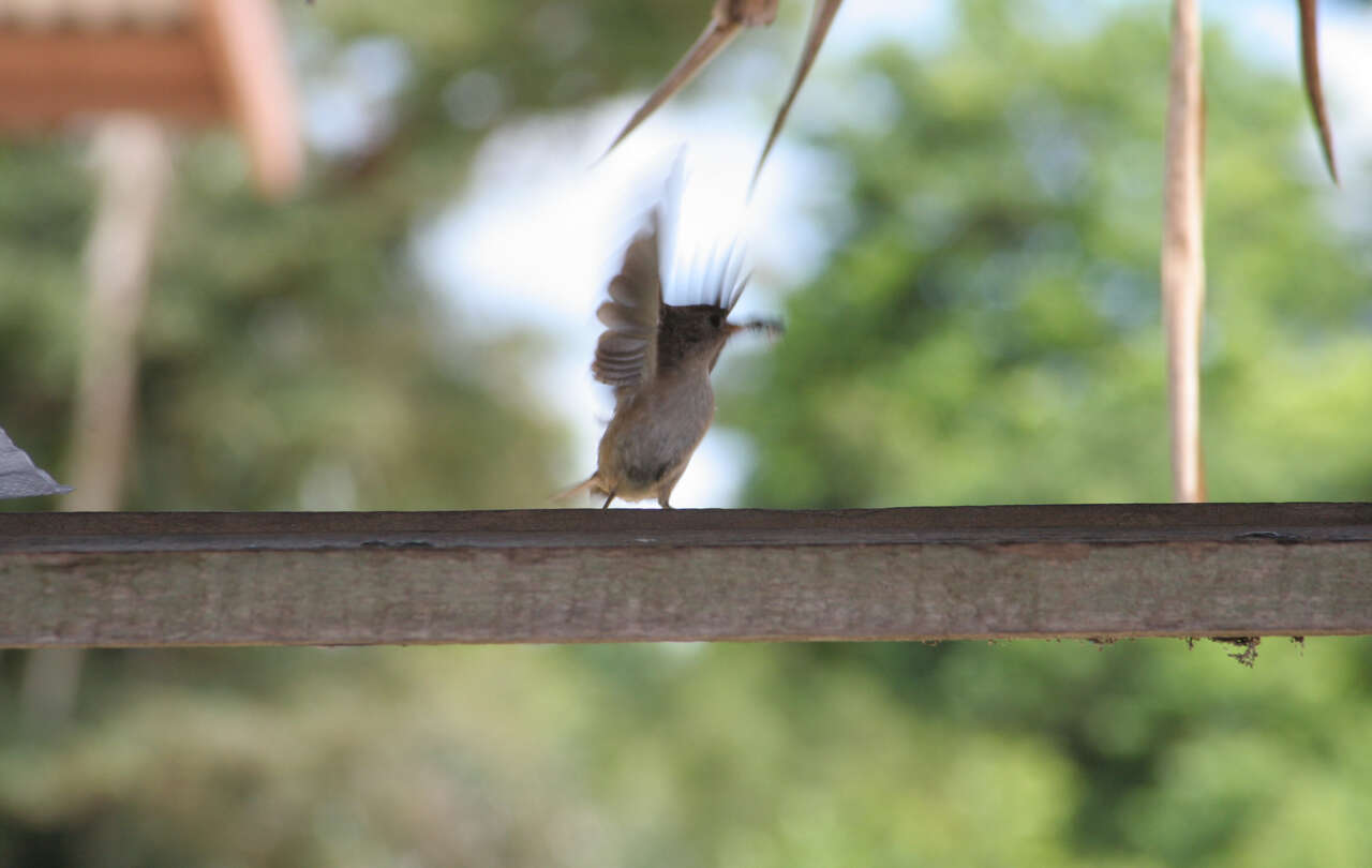 Image of House Wren