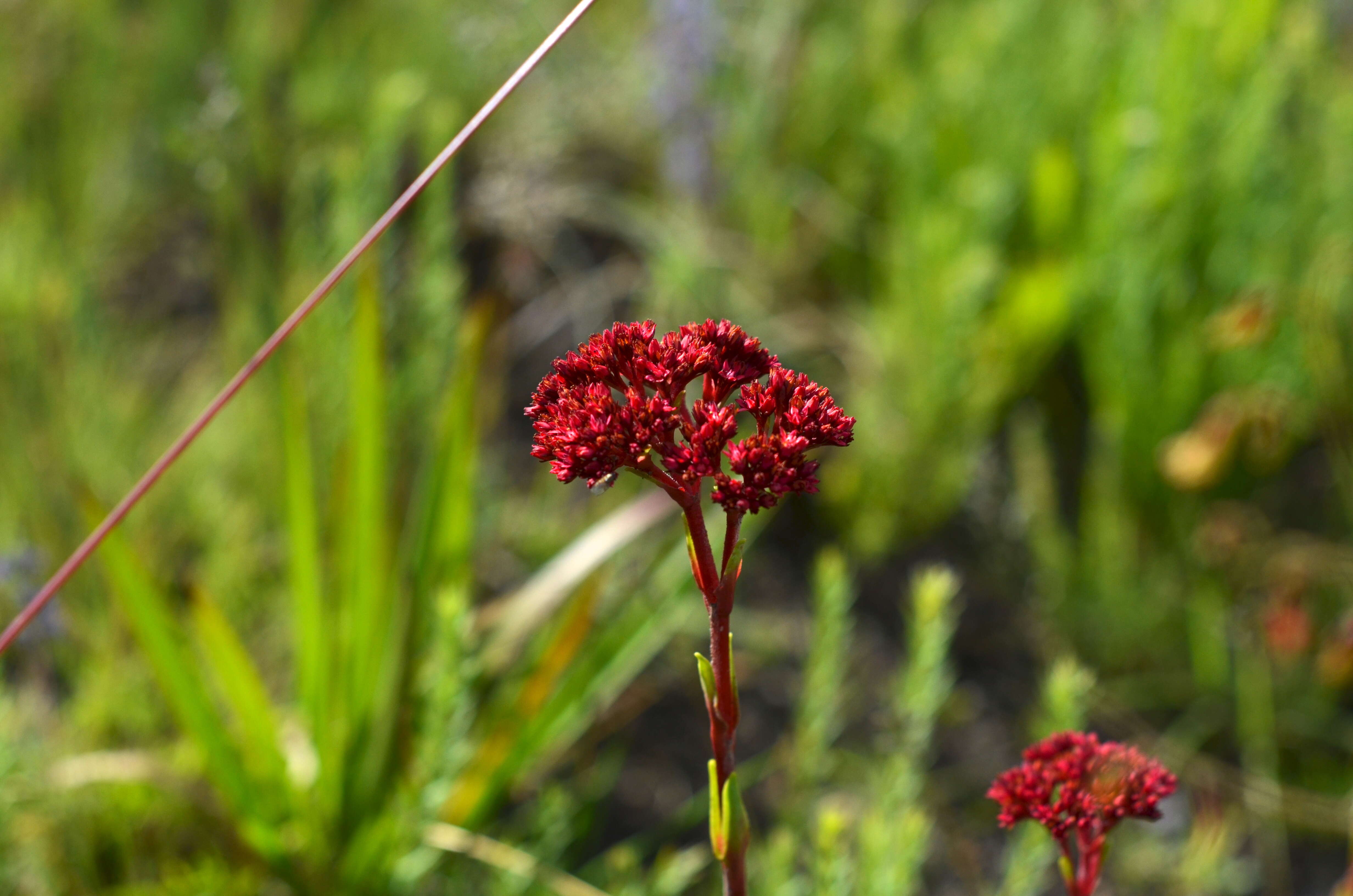 Image of Crassula alba Forsk.