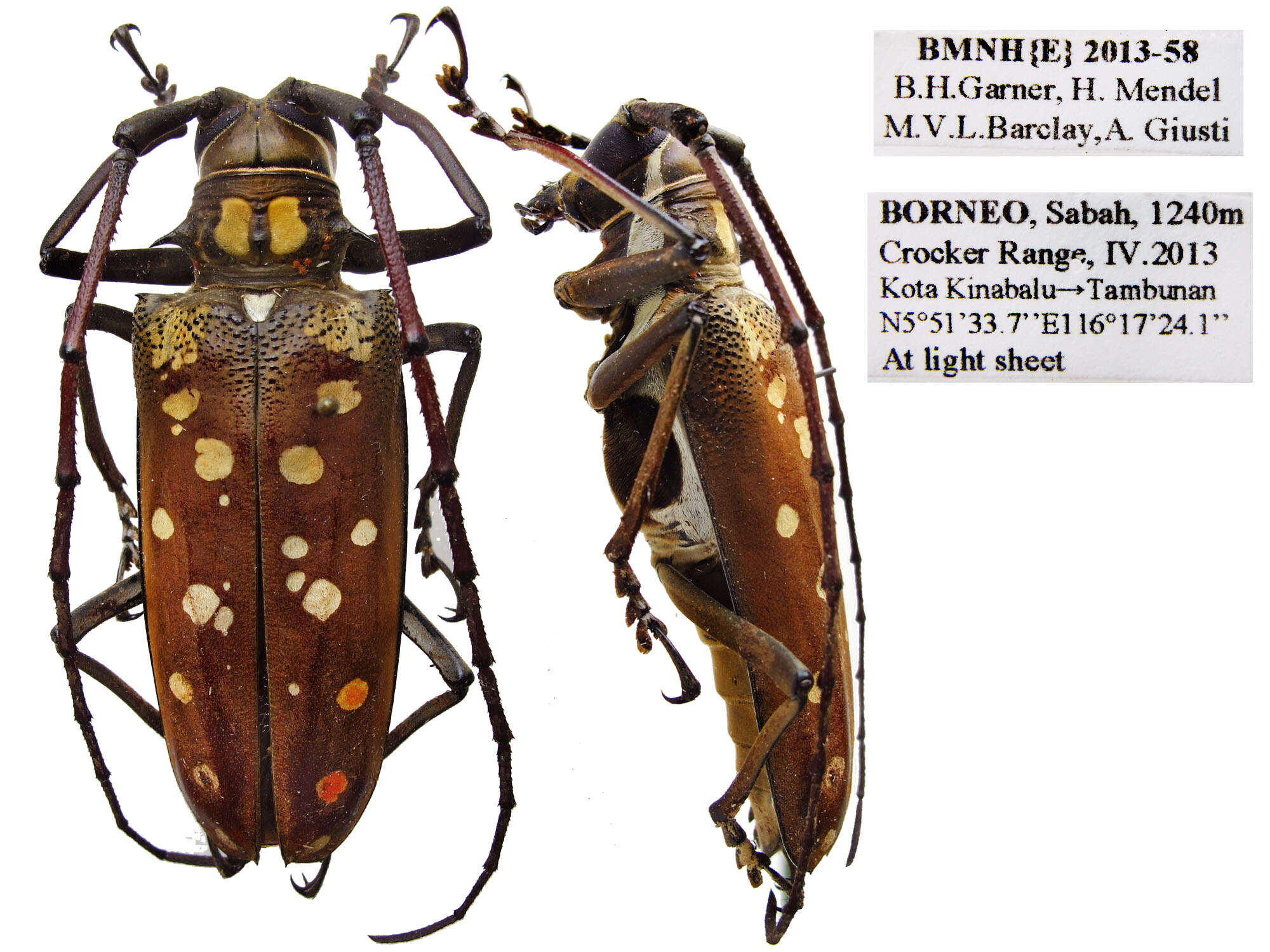 Image of Batocera victoriana Thomson 1856