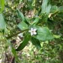 Image of Myoporum oppositifolium R. Br.