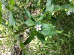 Myoporum oppositifolium R. Br. resmi