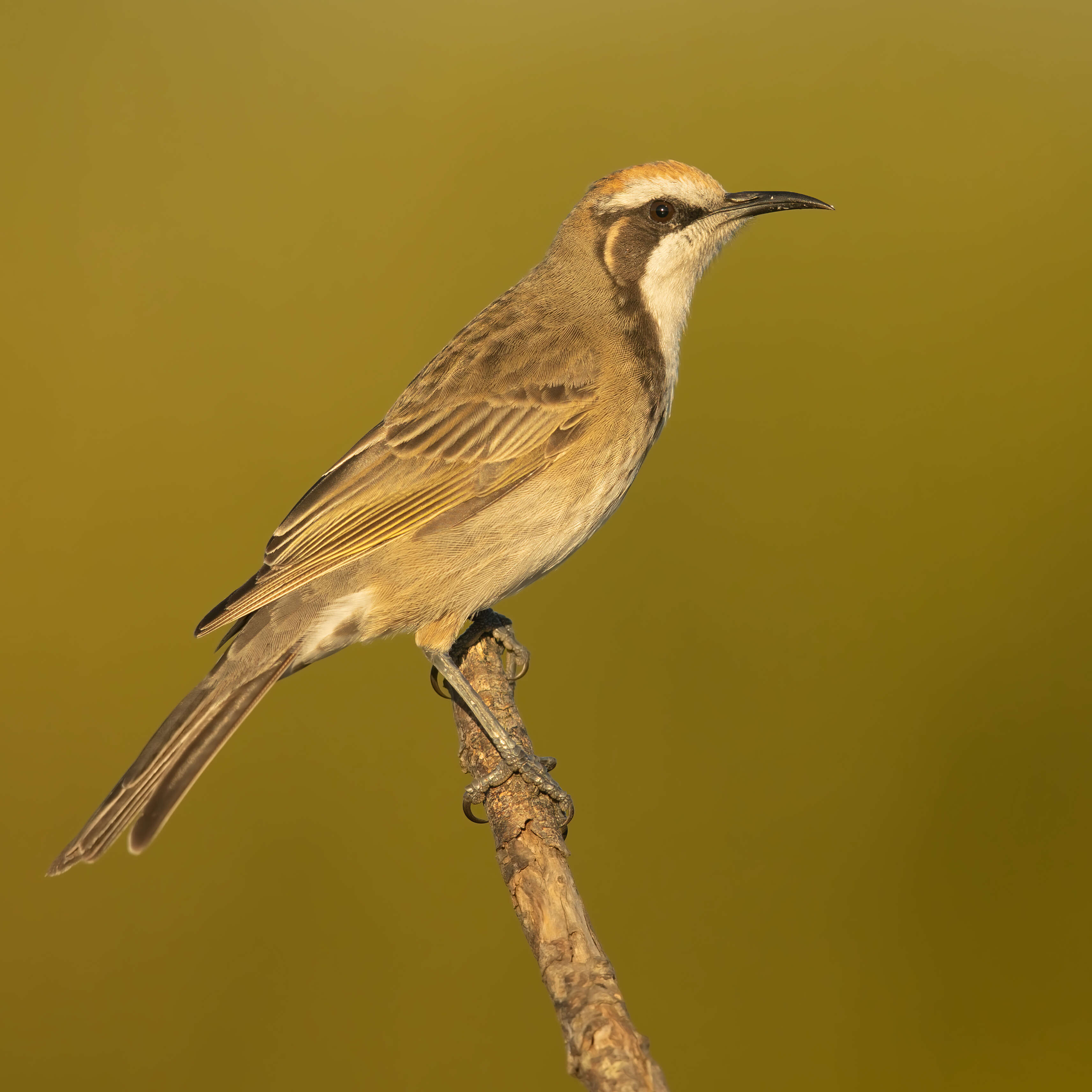 Plancia ëd Gliciphila Swainson 1837