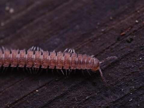 Image of Flat-backed millipede