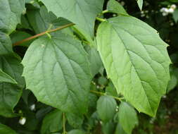 Image of sweet mock orange