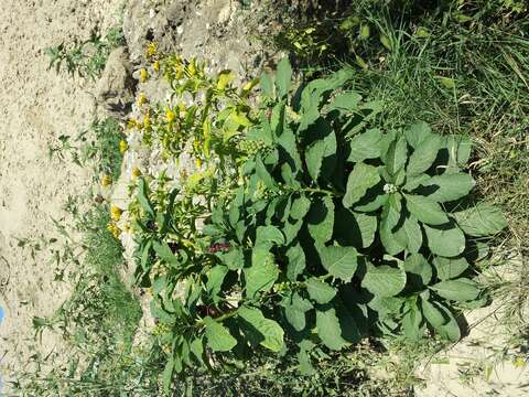 Image of Phytolacca acinosa Roxb.