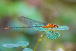 Image of Senegal bluetail