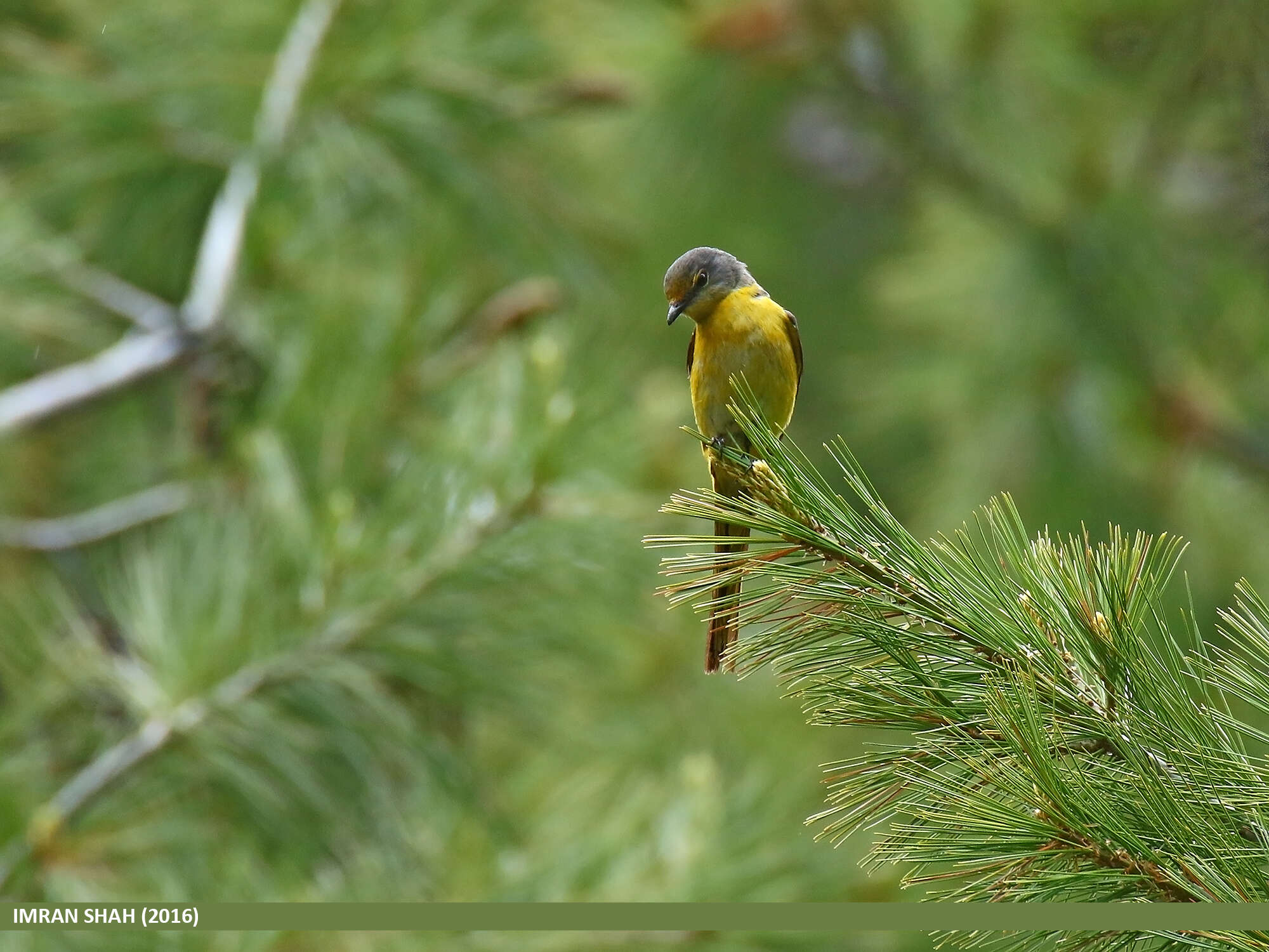 Image of Long-tailed Minivet