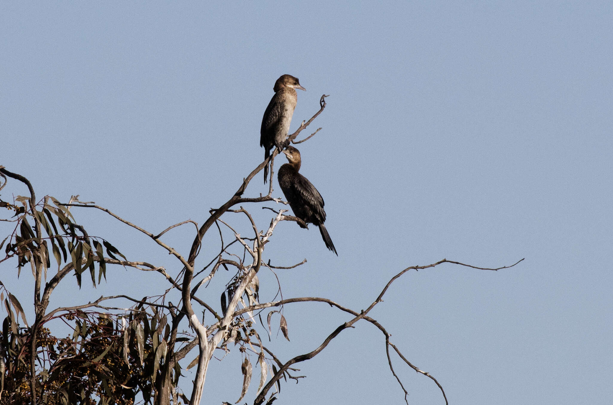 Image of Pygmy Cormorant