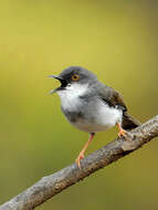 Image of Grey-breasted Prinia