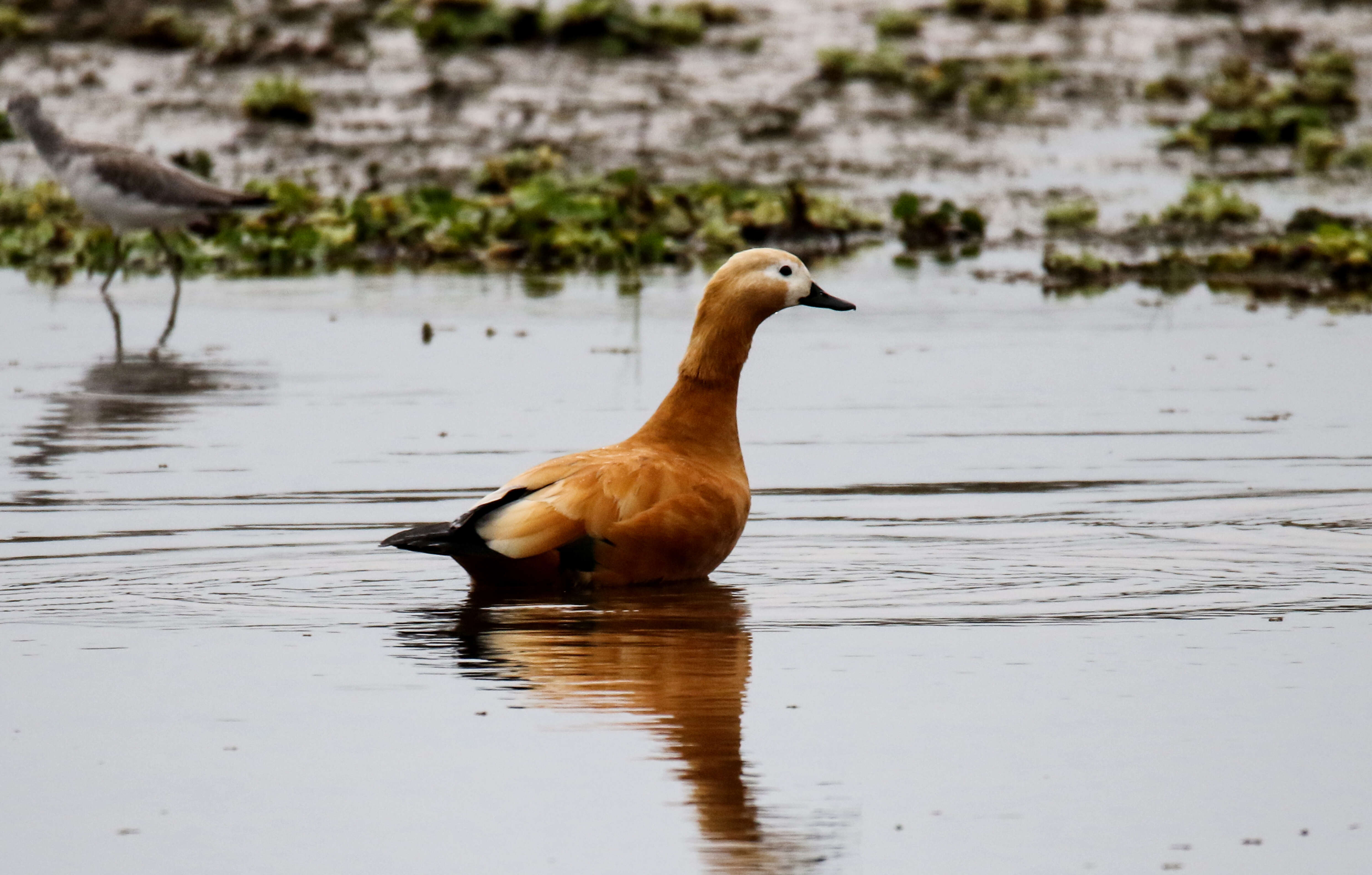 Image of Ruddy Shelduck