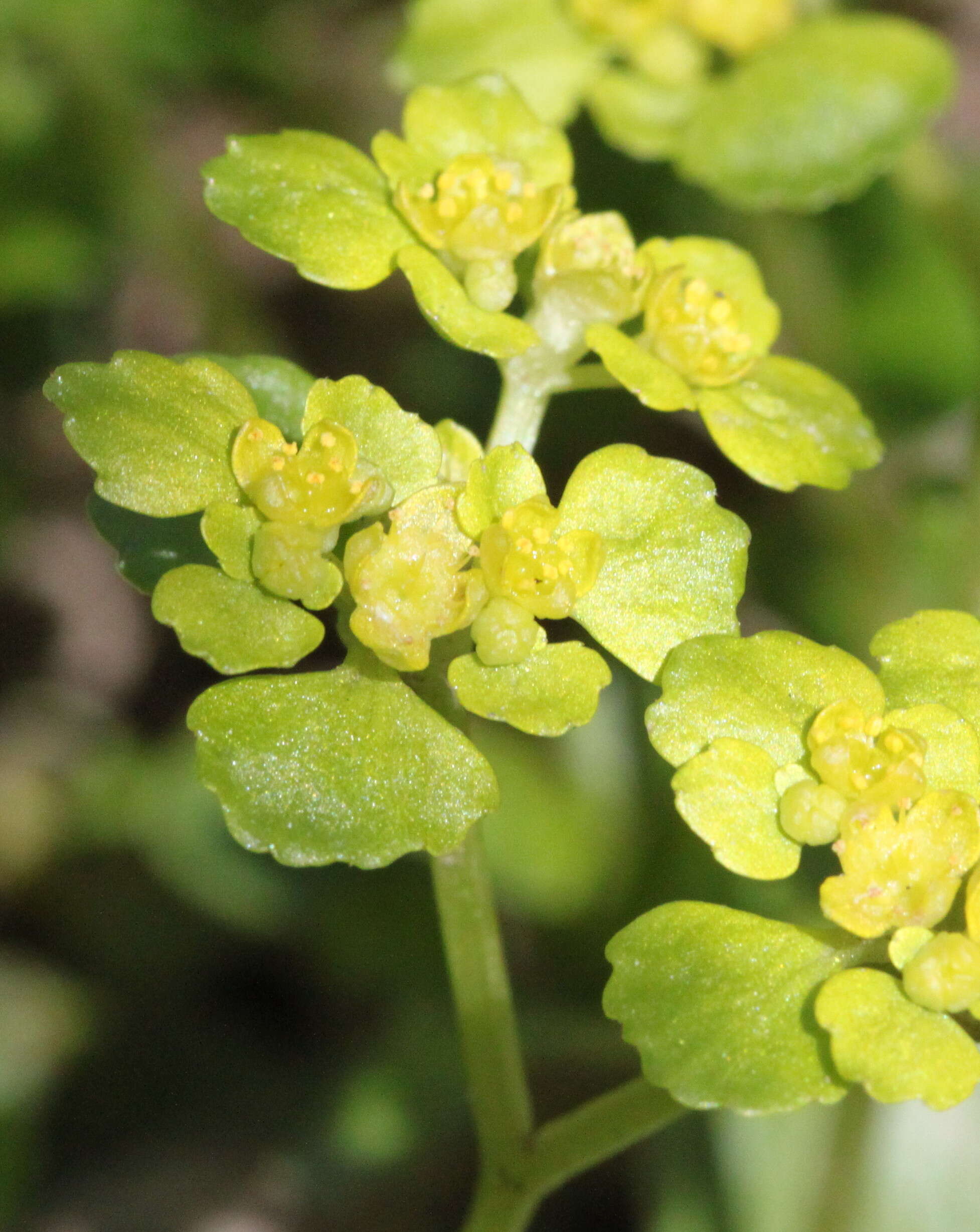 Plancia ëd Chrysosplenium oppositifolium L.