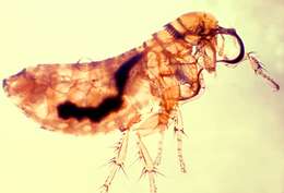Image of bird and rodent fleas