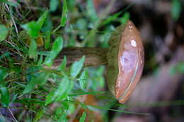 Image of Leccinum scabrum (Bull.) Gray 1821