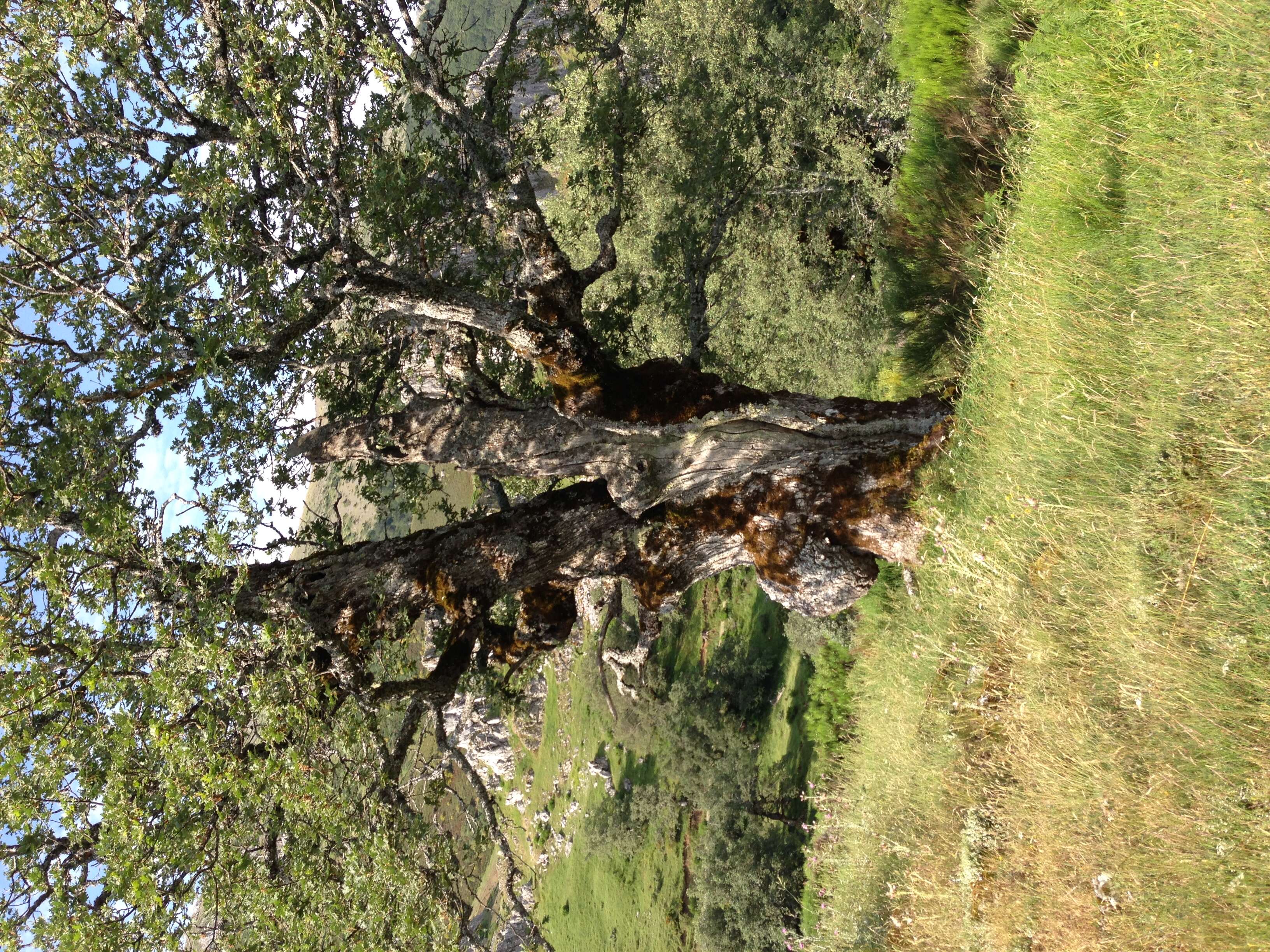 Image of Iberian white oak