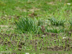 Image of Tree Pipit