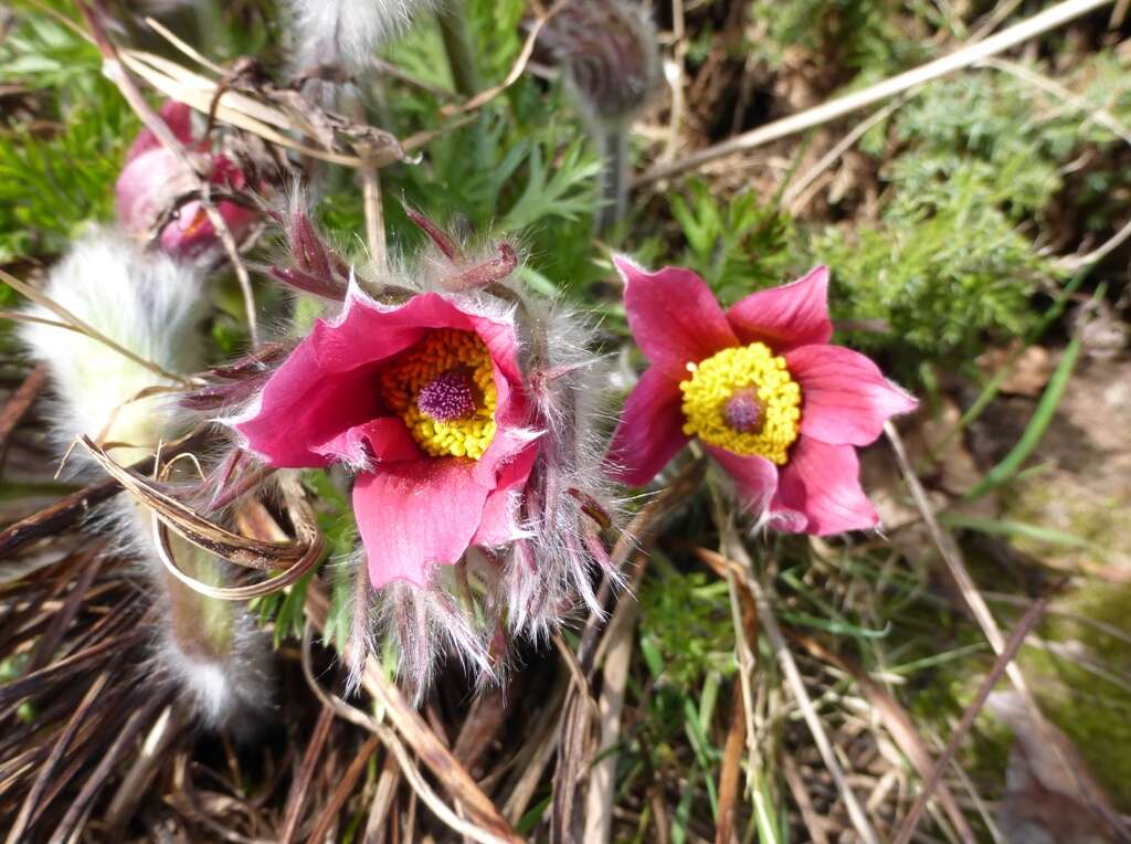 Image of Eastern Pasque Flower