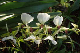 Image of Ivory Angraecum