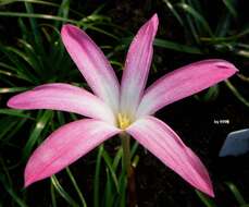 صورة Zephyranthes