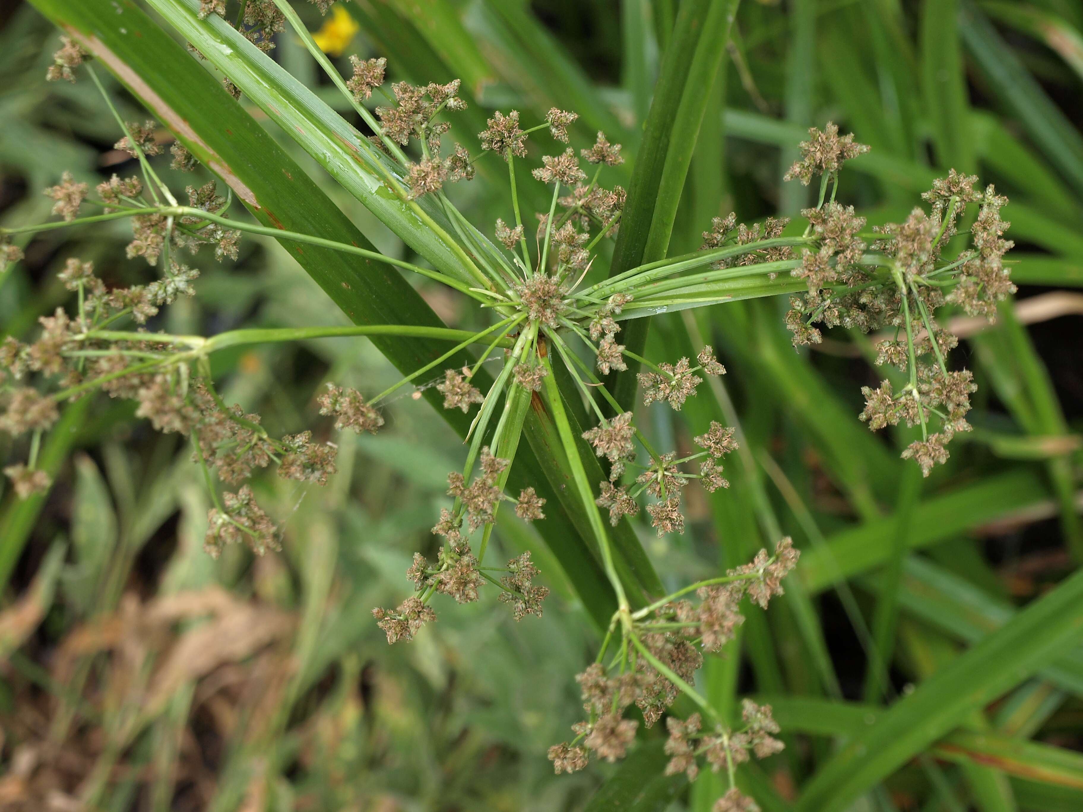 Image of panicled bulrush