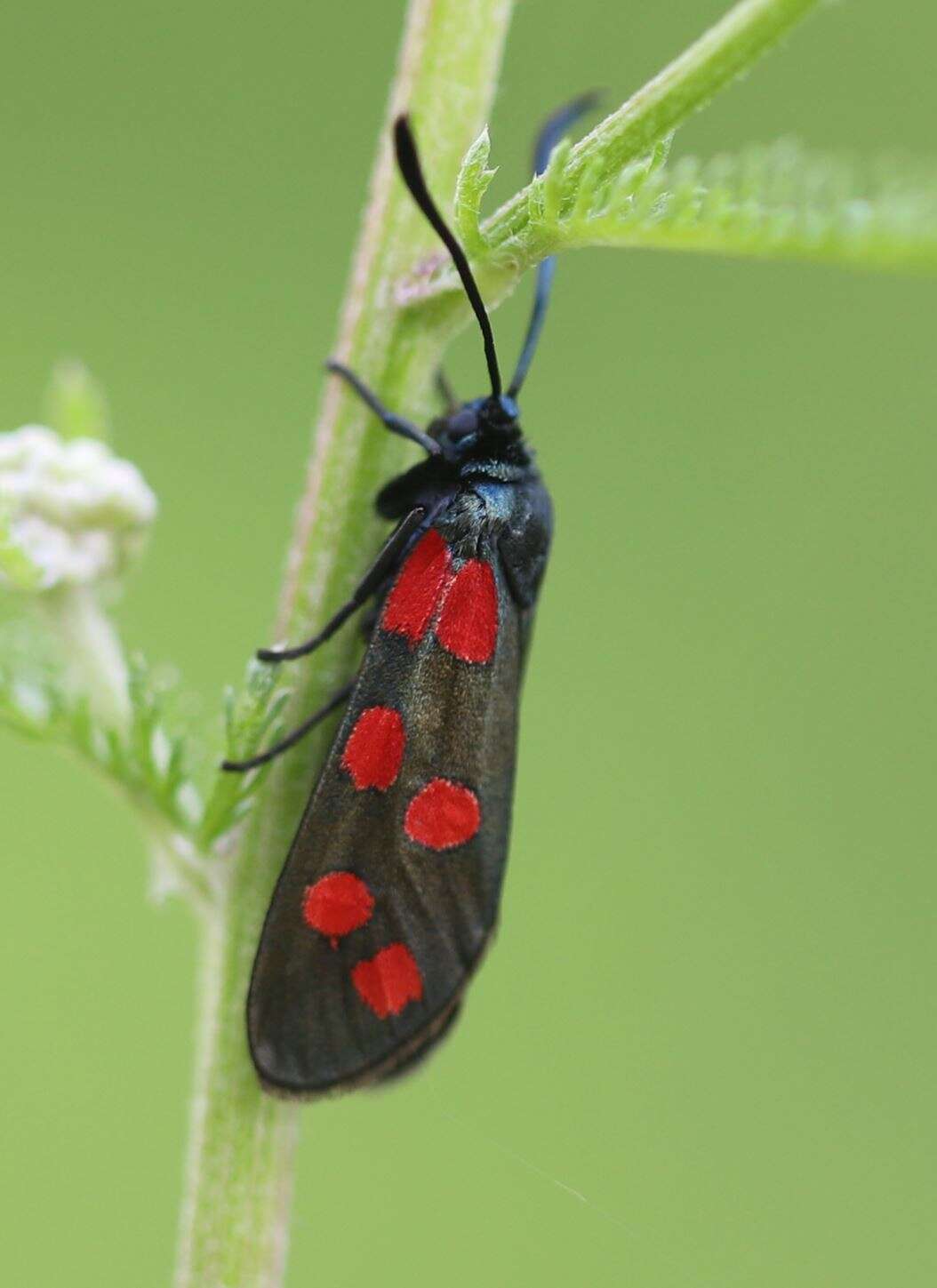 Image of six-spot burnet