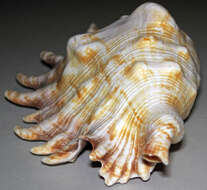 Image of milleped spider conch