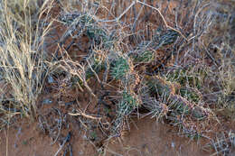 Image of Panhandle Prickly-pear