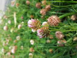 Image of strawberry clover