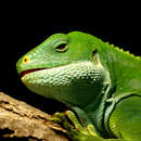 Image of Central Fijian Banded Iguana