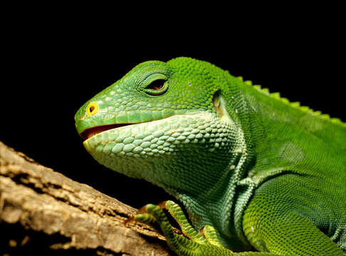 Image of Central Fijian Banded Iguana