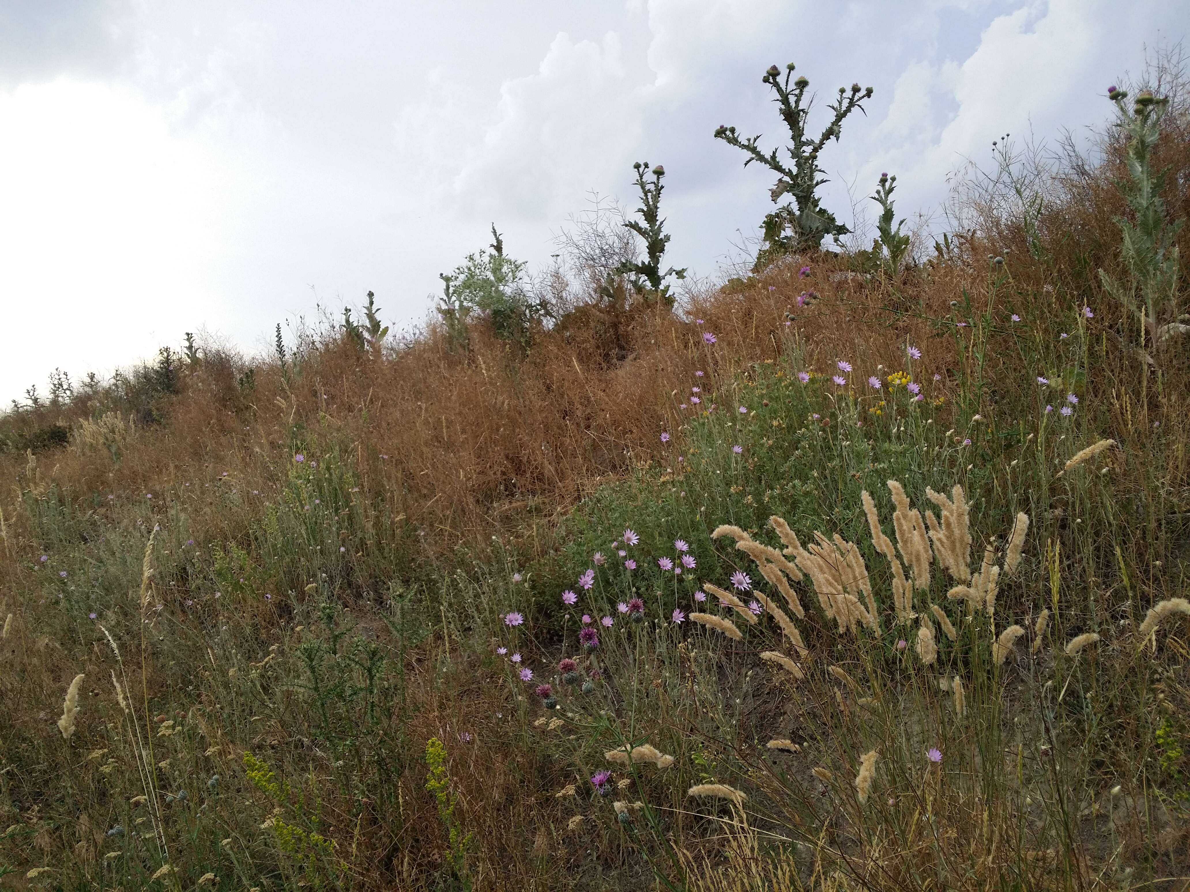 Xeranthemum annuum L. resmi