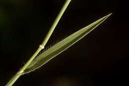 Image of barbed goatgrass