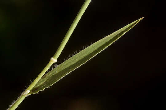 Image of barbed goatgrass