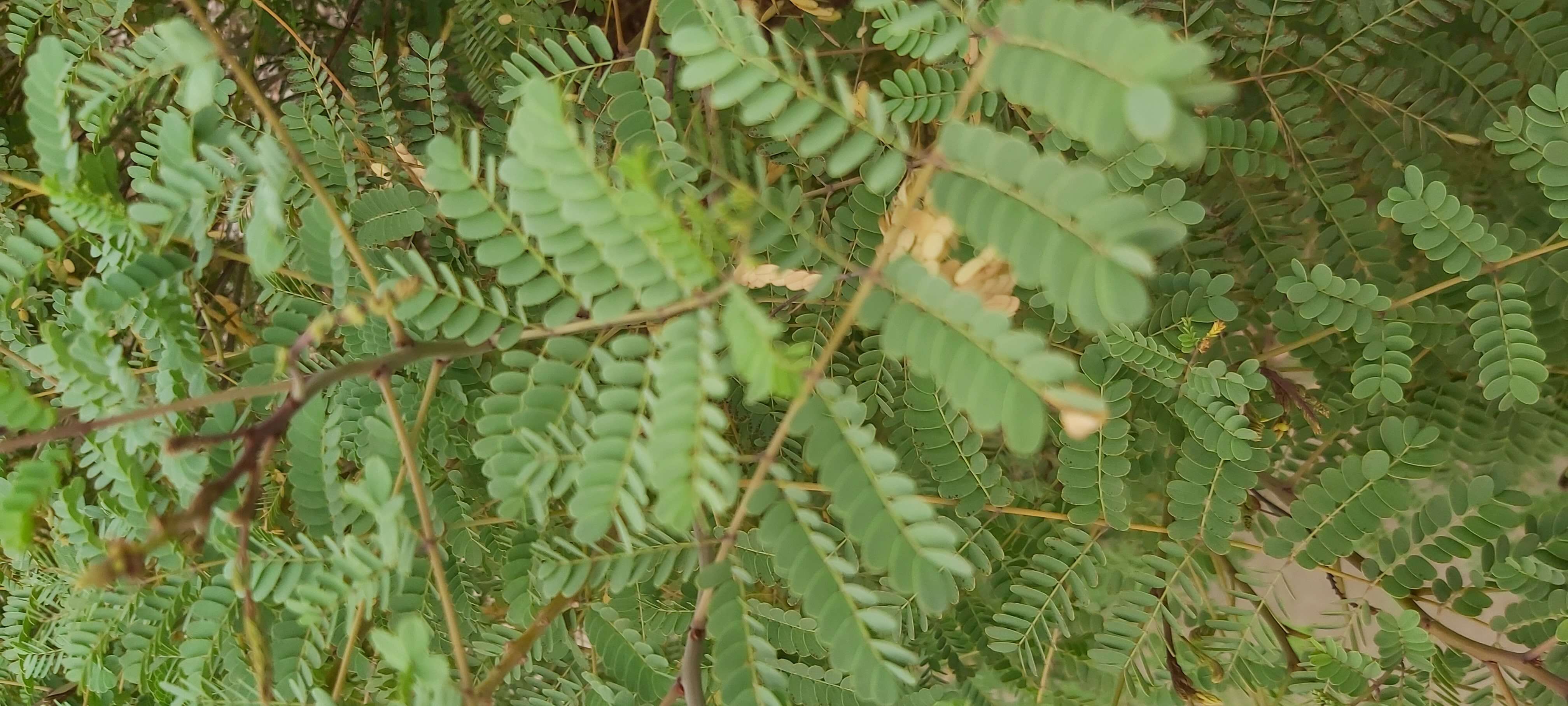 Image of Dwarf Poinciana