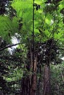 Image of West Indian treefern