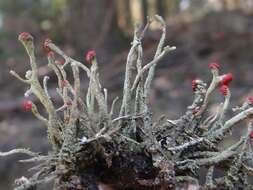 Image of Cladonia macilenta