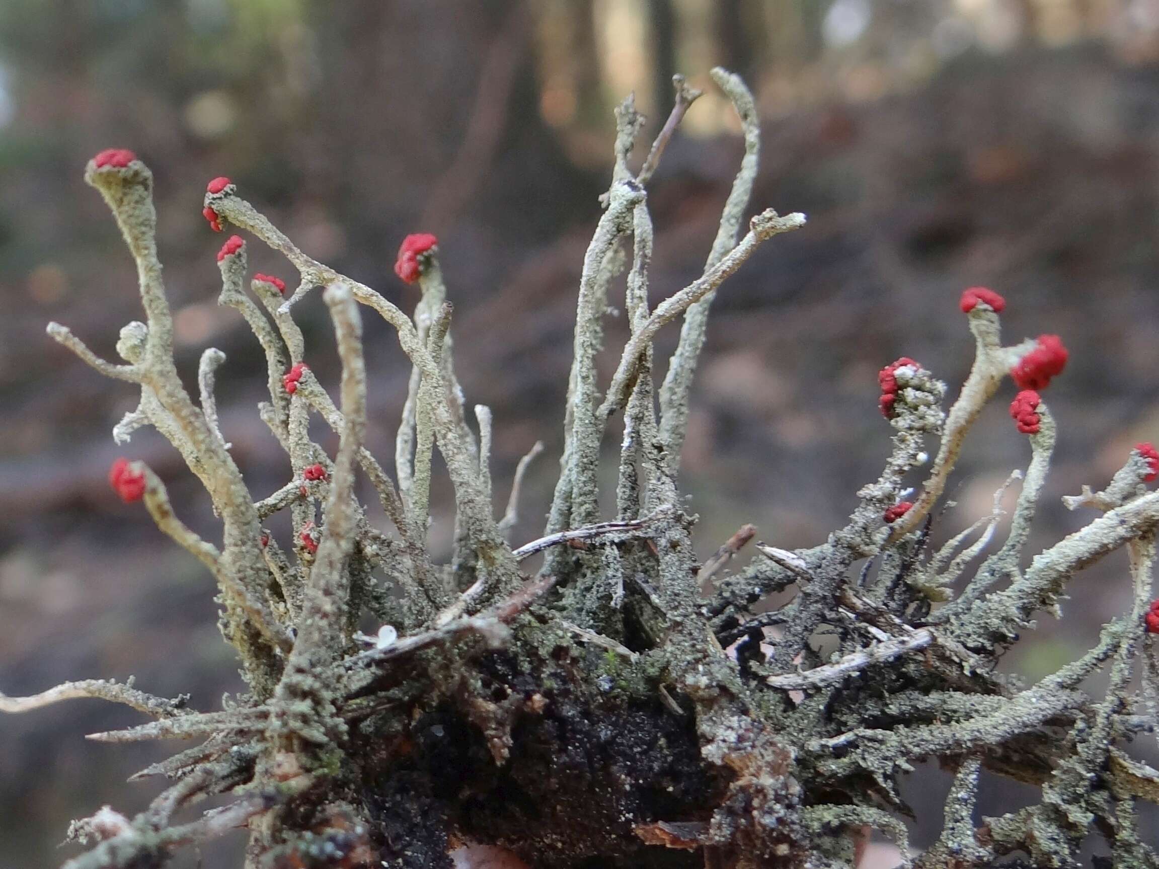 Image of Cladonia macilenta