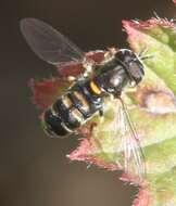 Image of Paragus quadrifasciatus Meigen 1822