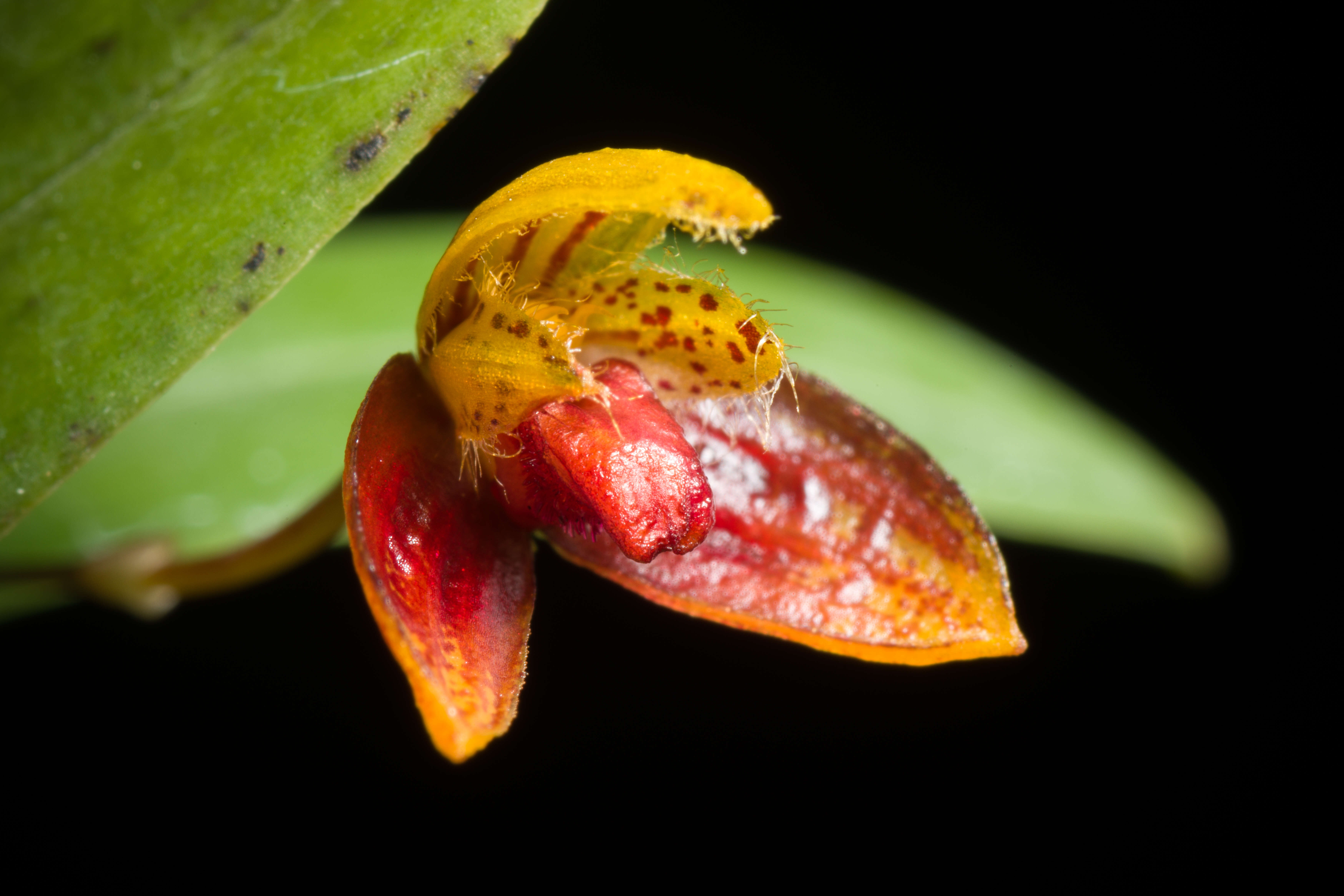 Image of Bulbophyllum catenulatum Kraenzl.