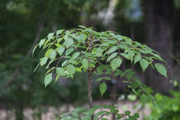 Image of Aralia stipulata Franch.