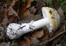 Image of gemmed Amanita