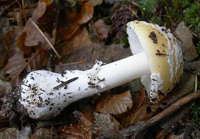 Image of gemmed Amanita