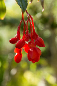 Слика од Begonia fuchsioides Hook.